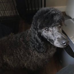 Zoe - Poodle