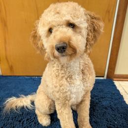 Luna - Goldendoodle