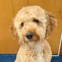 Luna - Goldendoodle