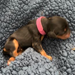 Mini - Black and tan female Cavalier King Charles Spaniel puppy in University Place, Washington from Crosby's Cavaliers