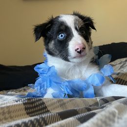 Girl 2 - Blue merle Border Collie puppy in Columbus, Ohio from Laura & Leila Johnson's Border Collies