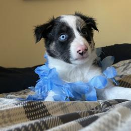 Girl 2 - Blue merle Border Collie puppy in Columbus, Ohio from Laura & Leila Johnson's Border Collies