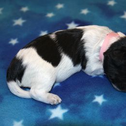 Schapendoes Puppies from Dream Star Schapendoes