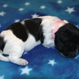 Schapendoes Puppies from Dream Star Schapendoes