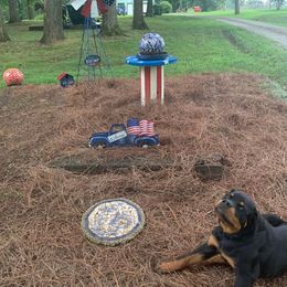 Rottweiler Puppies from Bronx Von Bridges Rottweilers