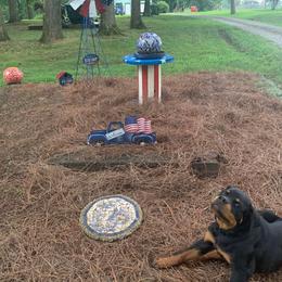 Rottweiler Puppies from Bronx Von Bridges Rottweilers