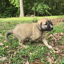Boy 3- Blue - Fawn male Anatolian Shepherd Dog puppy in La Grange, Georgia from Florida Anatolian Shepherds