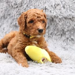 Poodle Puppies from Absolutely Pampered Poodles