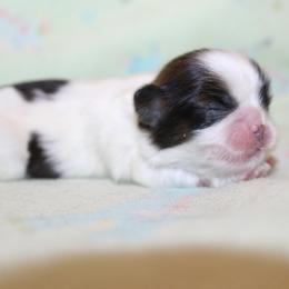 Girl 4 - Gold and white female Shih Tzu puppy in Craig, Colorado from Rocky Mountain Shih Tzus and Dry Creek Miniature Dachshunds