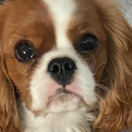 Sir Darcy - Cavalier King Charles Spaniel