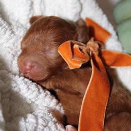Willow - Red  female Goldendoodle puppy in Trenton, Tennessee from Pickard’s country Golden doodles