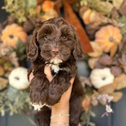 Maple - Chocolate female Australian Labradoodle puppy in Palmdale, California from Doodles_Ko