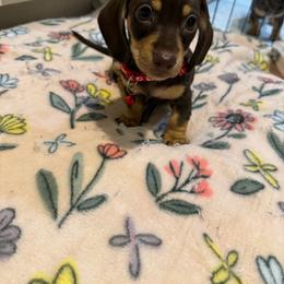 Espresso - Chocolate and tan female Dachshund puppy in North Richland Hills, Texas from Ein Dachshund