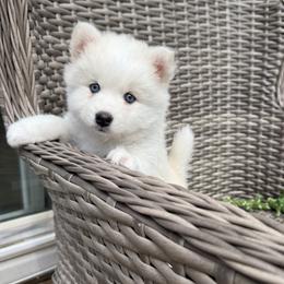 Stitch - White male Pomsky puppy in Winchendon, Massachusetts from Mountain View Pomskies