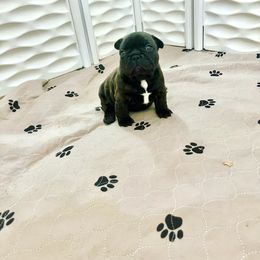 French Bulldog Puppies from Schoville Bulldogs