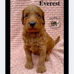Everest - Red  male Goldendoodle puppy in Sterling, Connecticut from Justine’s Retrievers and Doodles