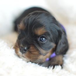 Cavalier King Charles Spaniel Puppies from Diamond Rose Cavalier LLC