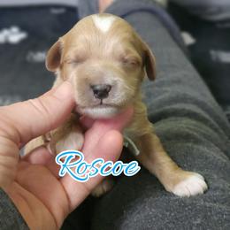 Roscoe - Apricot male Goldendoodle puppy in Humboldt, Minnesota from Sister Doodles