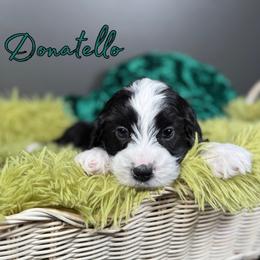 Donatello - Black and chalk male Australian Labradoodle puppy in Decatur, Alabama from Southern Meadows Doodles