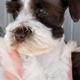 Miniature Schnauzers from J&K's Miniature Schnauzers