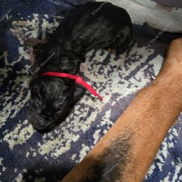 Bloodhound Puppies from Diamond Bloodhound Kennels