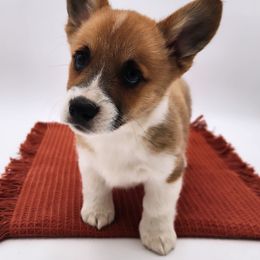 Twix - Red female Pembroke Welsh Corgi puppy in Pine Village, Indiana from NL Horsemanship