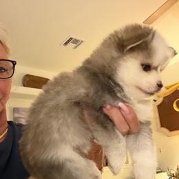 Rolo - Gray and white male Pomsky puppy in Cave Creek, Arizona from Arizona Luxury Pomskies