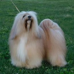 Tibetan Terriers from Dscho Utra Tibetans