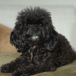 Cali - Cavapoo