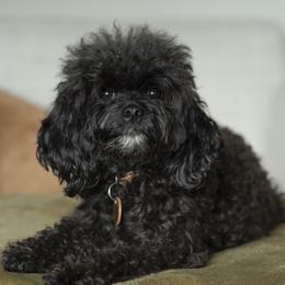 Cali - Cavapoo