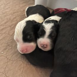 Old English Sheepdog and Sheepadoodle Puppies from Doodlefolk