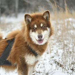 Alaskan Malamute puppies from North Shore Alaskan Malamutes