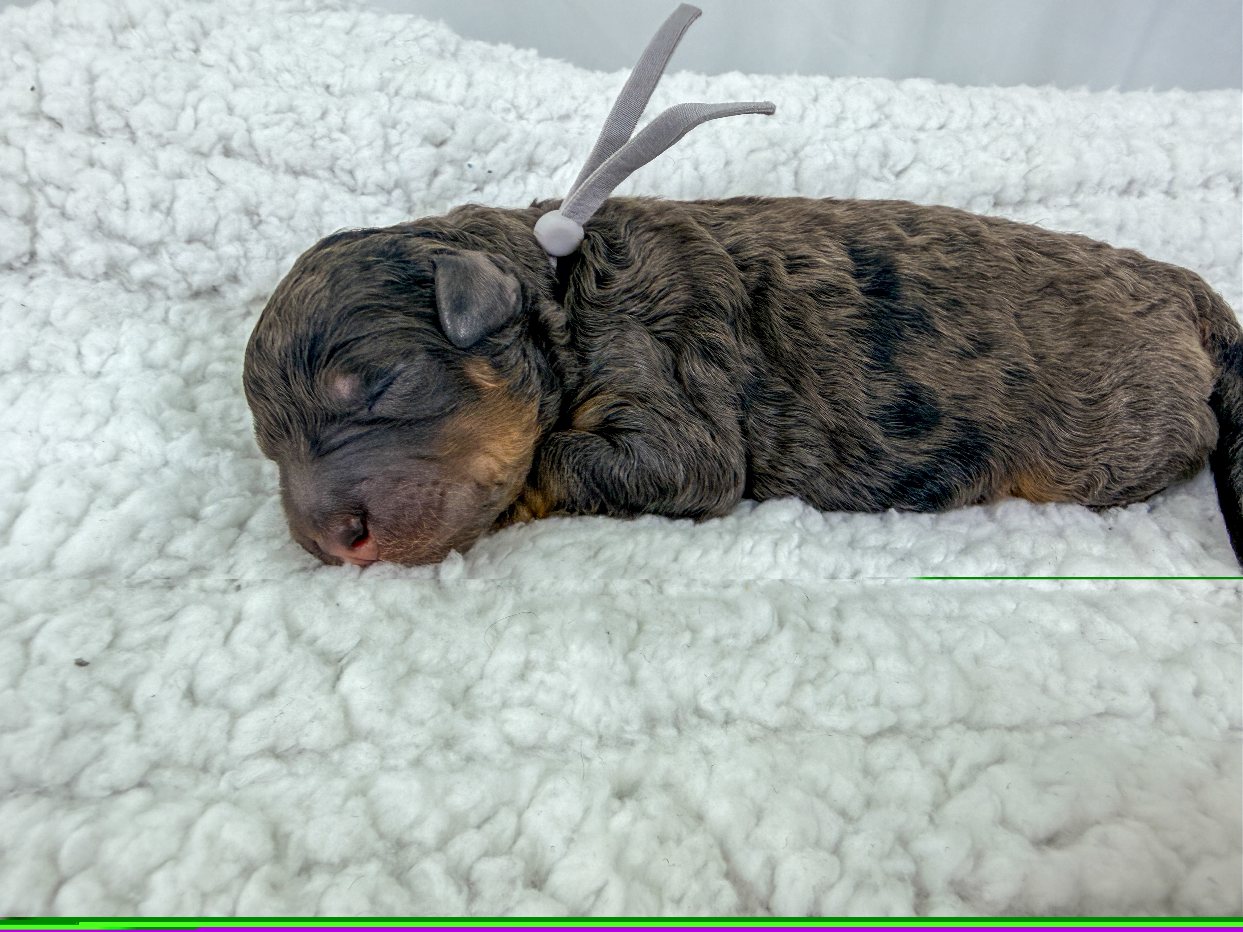 Dumbledore - Harry Potter Litter - Phantom male Bernedoodle puppy in Charleston, South Carolina from Palm Belle Doodles