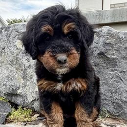 Maroon Collar Girl (FF, BB, EE, SS) - Tri-color female Bernedoodle puppy in Ogden, Utah from Salty Point Doodles