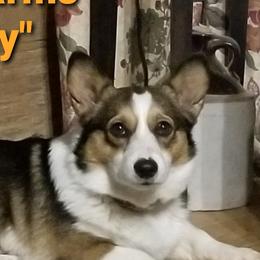 Jilly - Pembroke Welsh Corgi