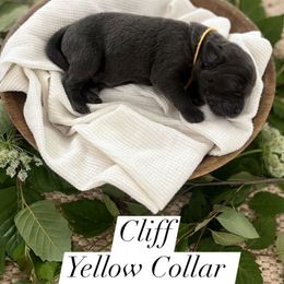 Cliff - Charcoal male Dilute Retriever puppy in Kenton, Ohio from Lynn Valley Labradors