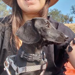 Dahlia - Dachshund