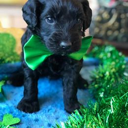 Bernedoodle and Goldendoodle Puppies from Vineyard Doodles