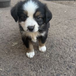 Warren - Black tri male Toy Australian Shepherd puppy in North Lakeport, California from Wild Rose Ranch