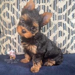 Rocky - Black and gold male Yorkshire Terrier puppy in Riverside, California from Heaven_sent_toy_yorkies