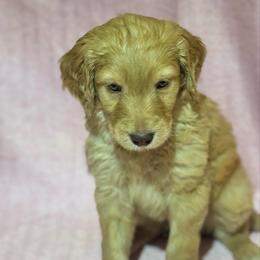 Werthers - Red  male Goldendoodle puppy in Tybee Island, Georgia from Castaway Doodles