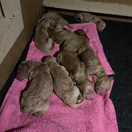 Goldendoodle Puppies from Da Ruba Doodles