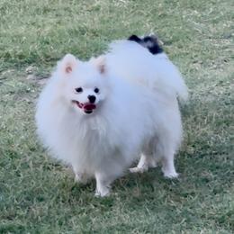 Buddy - Pomeranian