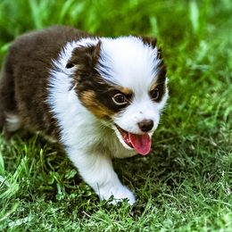 Miniature Australian Shepherd Puppies from Rockin D Mini Aussies