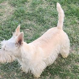 Lucia - Scottish Terrier