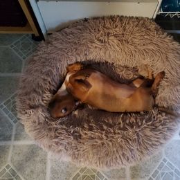 Dachshund All Grown Up from Crouchs Kennels & Rescue