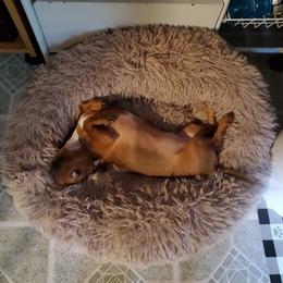 Dachshund All Grown Up from Crouchs Kennels & Rescue