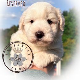 Quill - White male Miniature Schnauzer puppy in Dorr, Michigan from Enchanted Paws