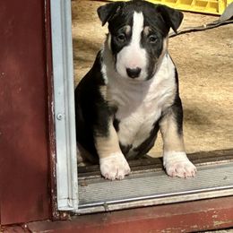 Noodle - Black tan and white female Bull Terrier puppy in Springfield, Ohio from Lynn Hill Bull Terriers