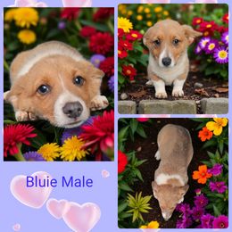 Sable Bluie Male 4 - Blue male Pembroke Welsh Corgi puppy in Unicoi, Tennessee from Unaka Mountain Corgis
